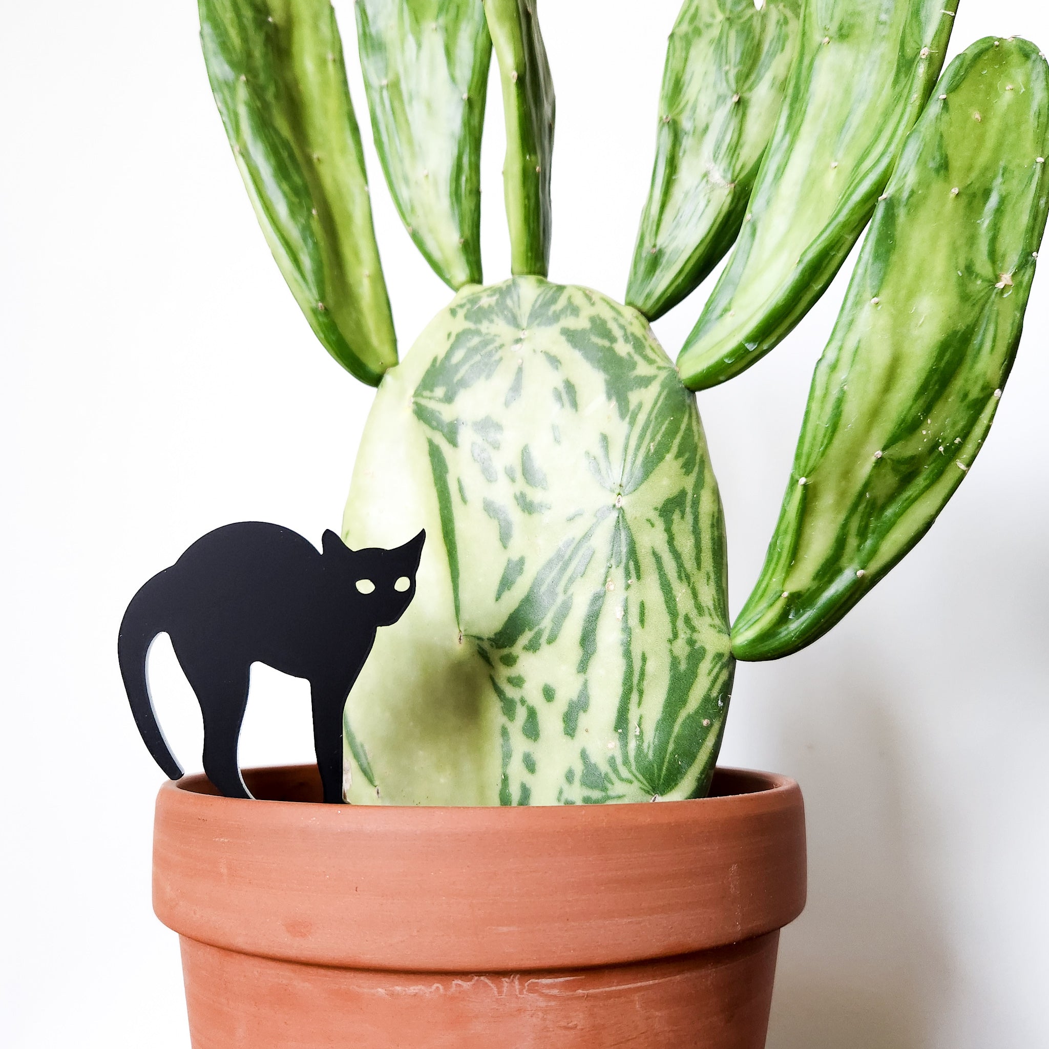 black cat succulent Black Cat Indoor Plant Accessory Stake