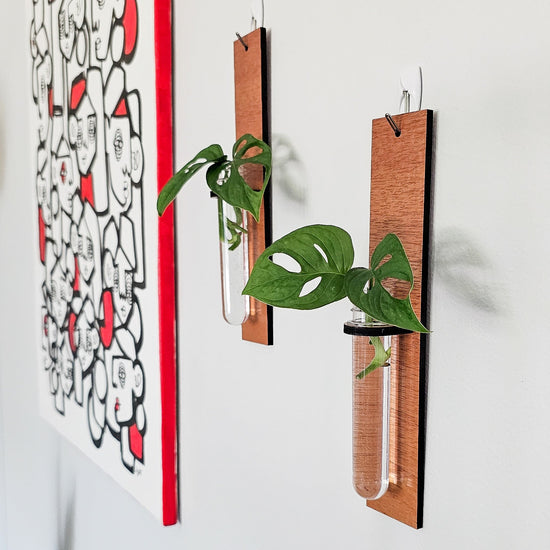 Wall hanging test tube propagation station for growing roots on plant cuttings in water. Small, dark colored wood plant hanger in a long rectangular bar design with monstera adansonii cuttings.