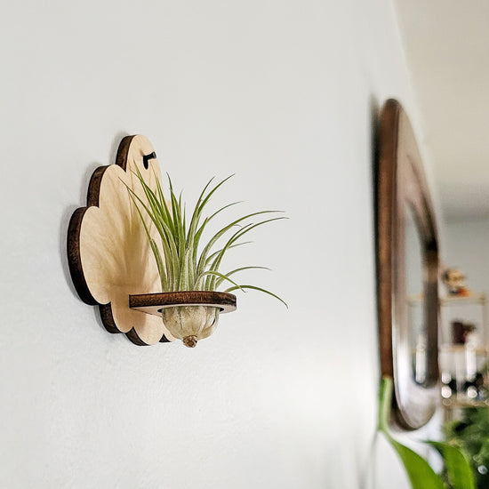 Wood air plant holder display - cloud shaped air plant wall hanger.