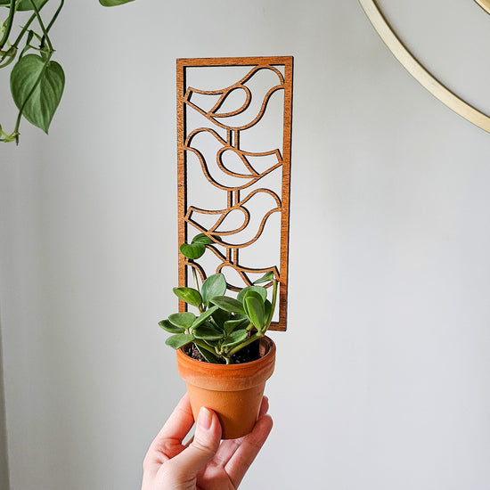 Modern indoor plant trellis for small houseplants.