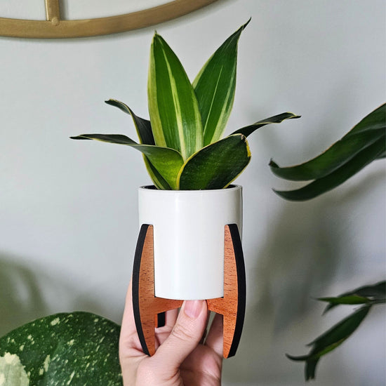 Mini MCM style pot and wooden plant stand for 2 inch nursery pot.