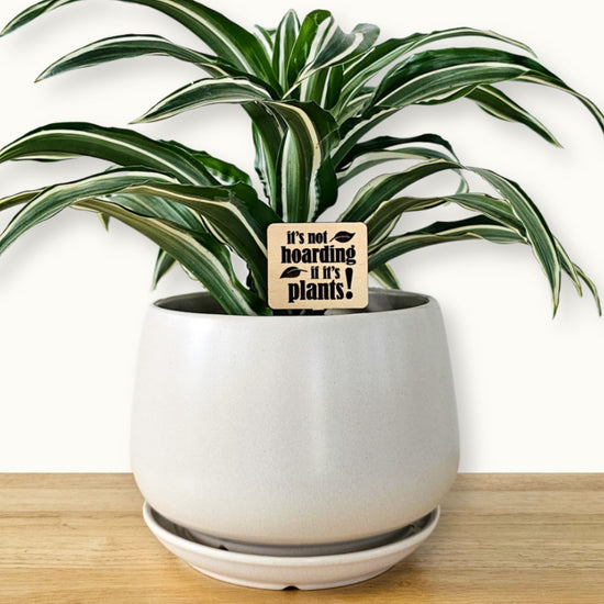 Standard size wooden indoor plant accessories engraved with funny plant saying in a medium white ceramic pot with a plant.