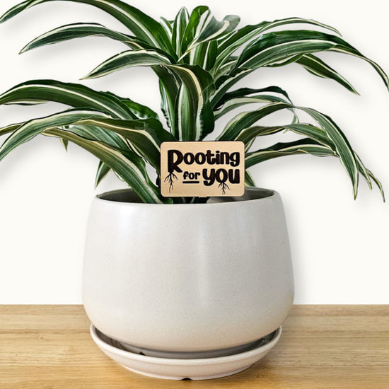 Standard size wooden indoor plant accessories engraved with funny plant saying in a medium white ceramic pot with a plant.
