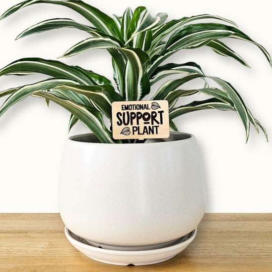 Standard size indoor plant accessories featuring funny plant saying "emotional support plant" in white pot with plant.