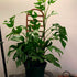 Mini monstera plant on large ladder arch trellis.