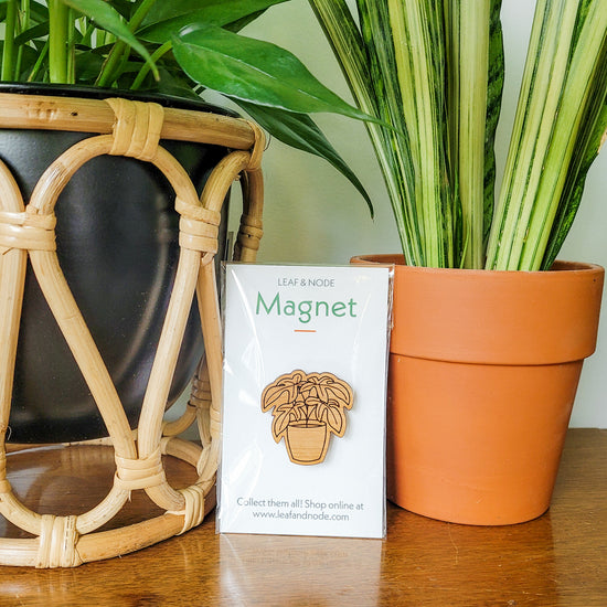 Philodendron (Squamiferum, Florida Green) - Plant Magnet