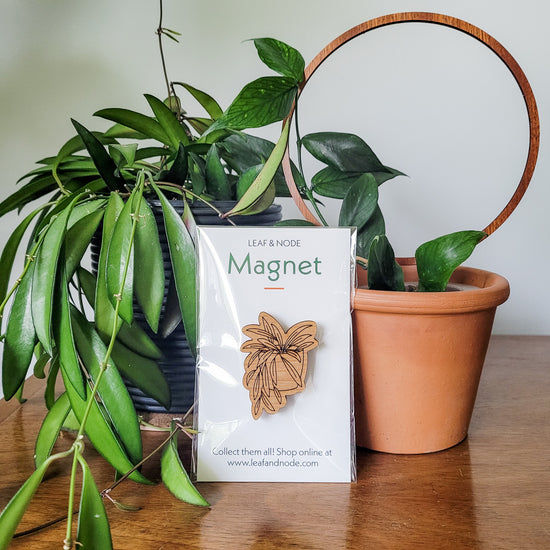 Handcrafted magnet featuring a hoya wayetii engraved in cherry wood in product packaging sitting on an end table with two houseplants.