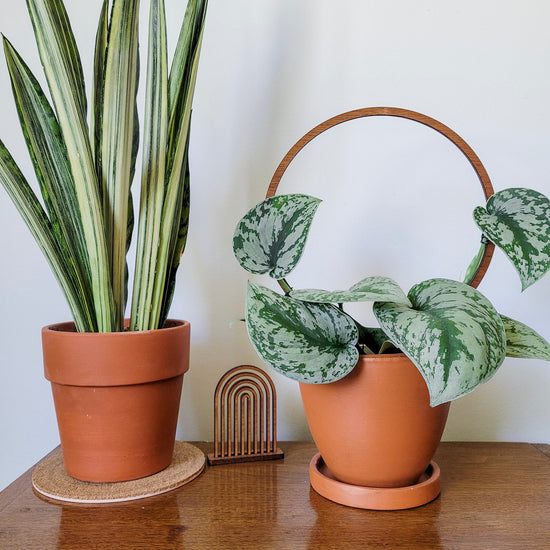 Vining Scindapsus on a single hoop wooden indoor plant trellis sitting on an end table.