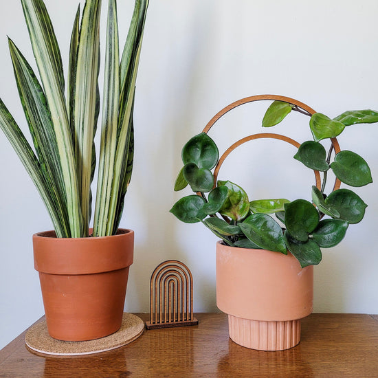 Vining Hoya Chelsea on a double hoop wooden indoor plant trellis sitting on an end table.
