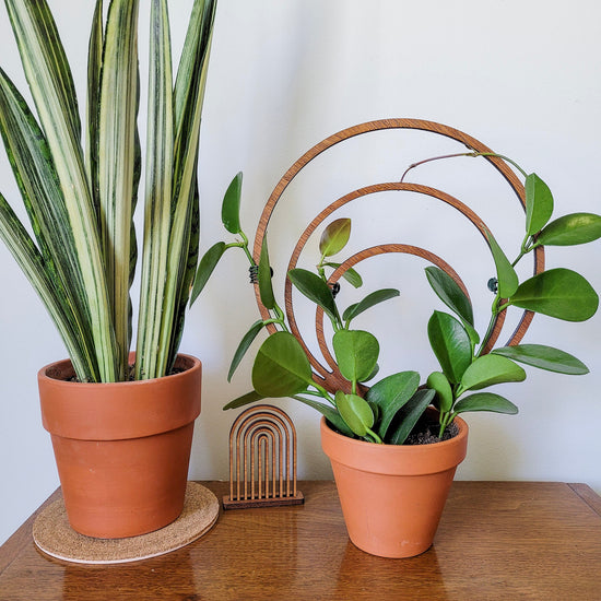 Vining Hoya Australis on a triple hoop wooden indoor plant trellis sitting on an end table.