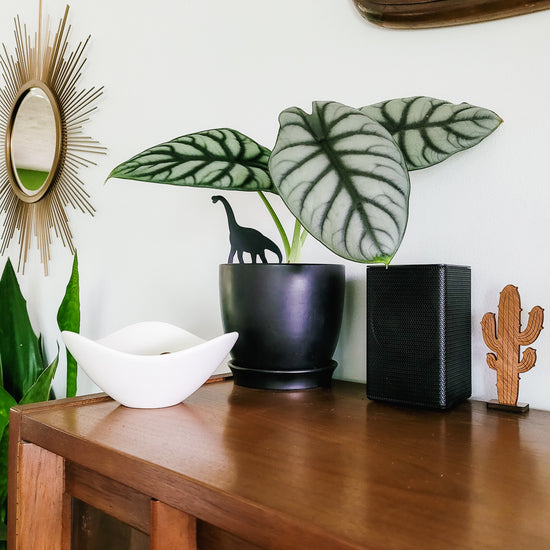 Standard size Brachiosaurus plant stake made from black acrylic displayed in an 6 inch pot with a houseplant.