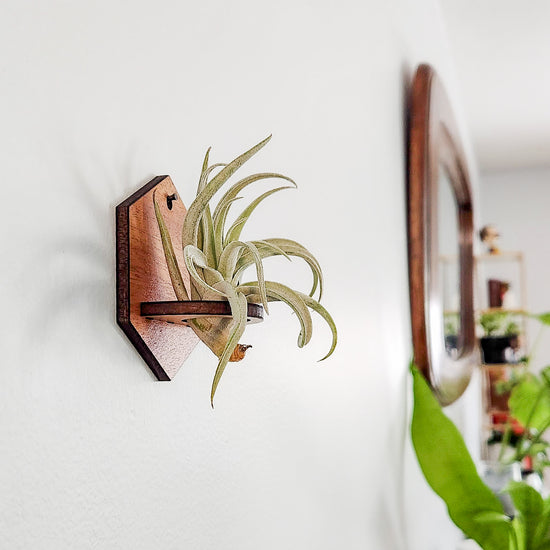 Hexagon Air Plant Holder - Wall Hanger