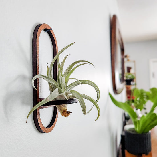 Oval Air Plant Holder - Wall Hanger