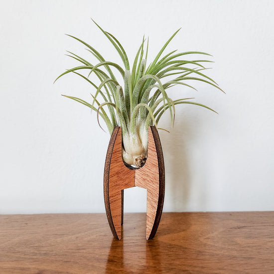 Small wooden air plant desk holder displaying an air plant.
