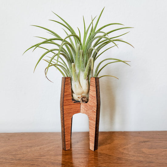 Small wooden air plant desk holder displaying an air plant.