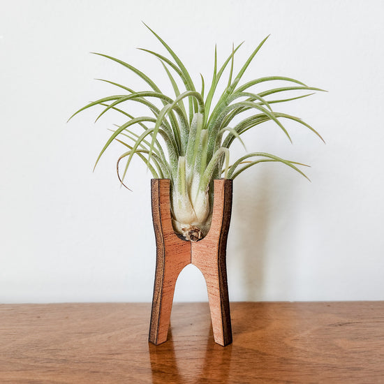 Small wooden air plant desk holder displaying an air plant.