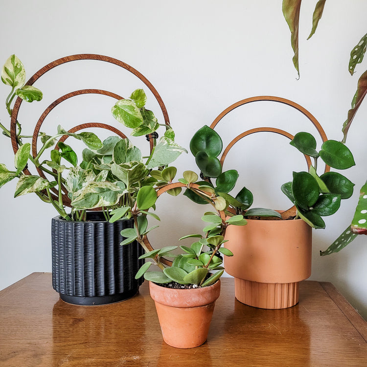 Indoor Plant Trellises & Supports