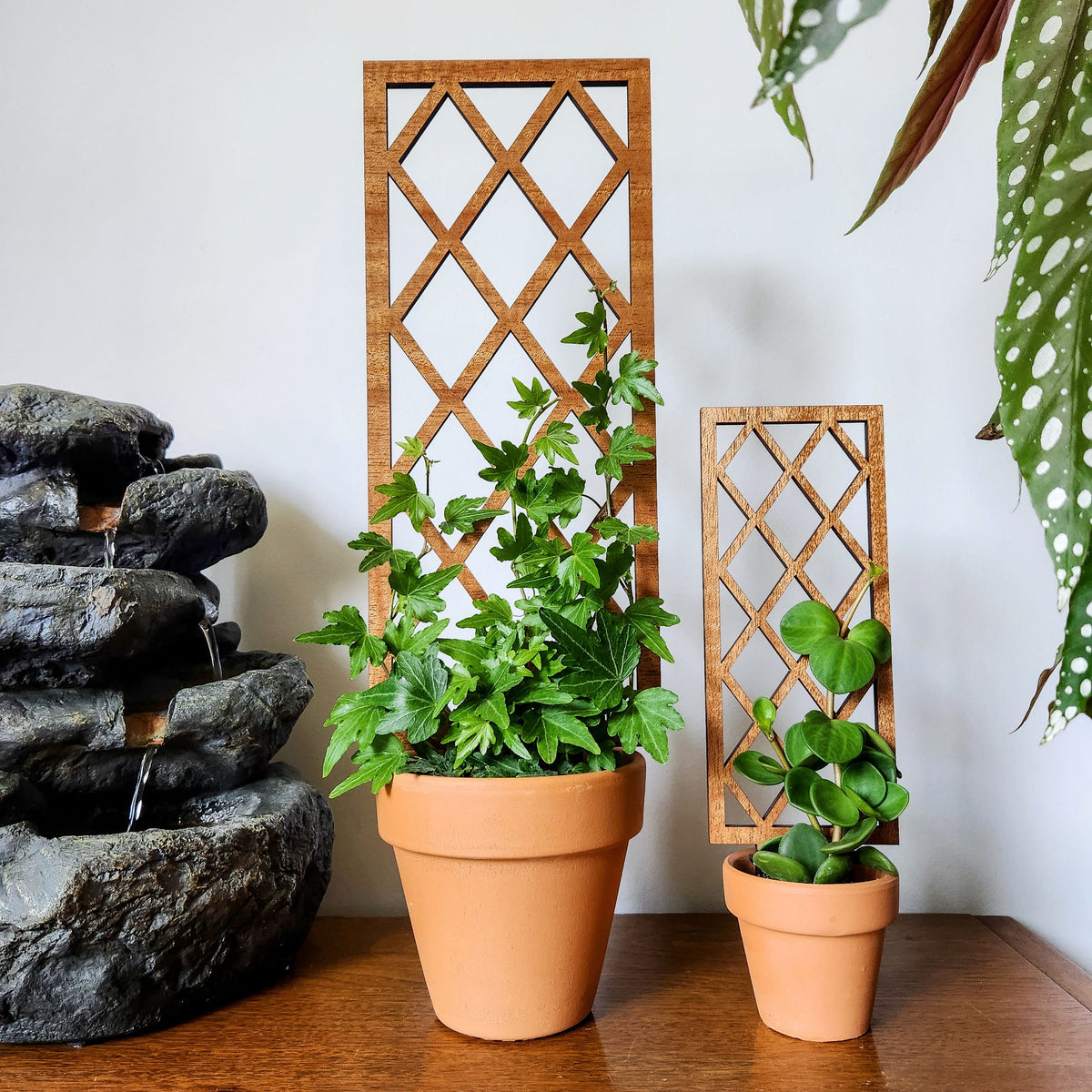 Indoor Plant Trellis – Lattice Garden Design – Plant Décor & Gift Shop