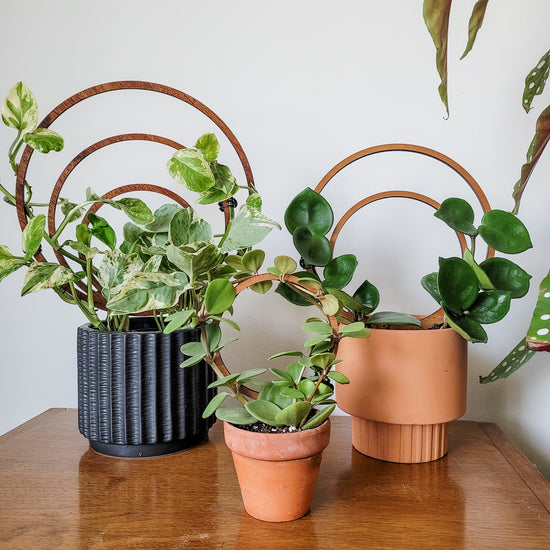 Three styles of hoop trellises with potted plants sitting on a tabletop.