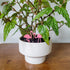 Mini flamingo plant stakes in a 4 inch pot with a begonia plant.