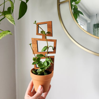 trellis hanging plants Indoor Plant Trellis – Mid Century Modern Design – Plant Décor & Gifts Mini (best for 2-3 inch pots)