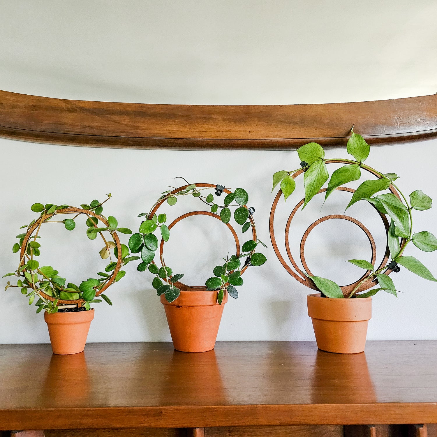 Set of 3 round, circle hoop style indoor plant trellises for small vining and climbing houseplants.