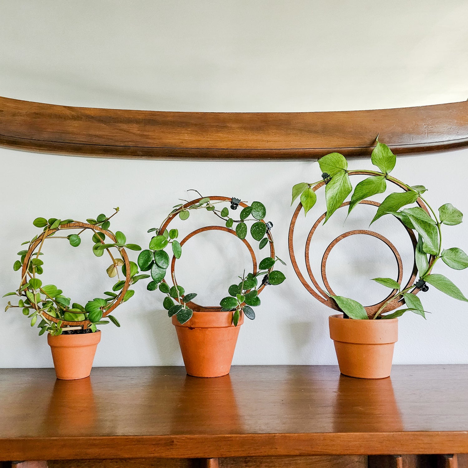 round plant trellis Round Circle Indoor Plant Trellis - Bundle of 3