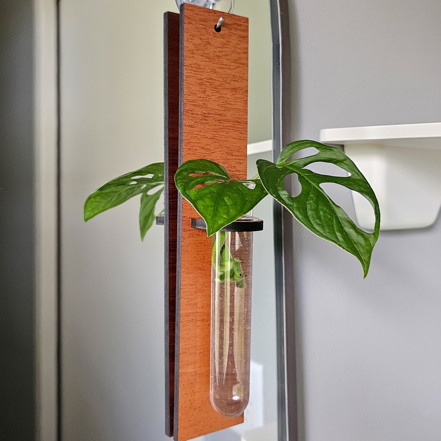 water can for hanging plants Wall Hanging Propagation Station