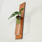 Wall hanging test tube propagation station for growing roots on plant cuttings in water. Small, dark colored wood plant hanger in a long rectangular bar design with monstera adansonii cuttings.