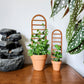 Two sizes of the wooden indoor houseplant trellis in clay pot with climbing plants..