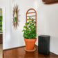 Wooden indoor houseplant trellis in clay pot with ivy plant..