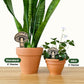 Mushroom Decor - Indoor Plant Accessories (4 Styles)
