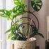 Monstera adansonii plant on a wooden triple hoop indoor plant trellis. 