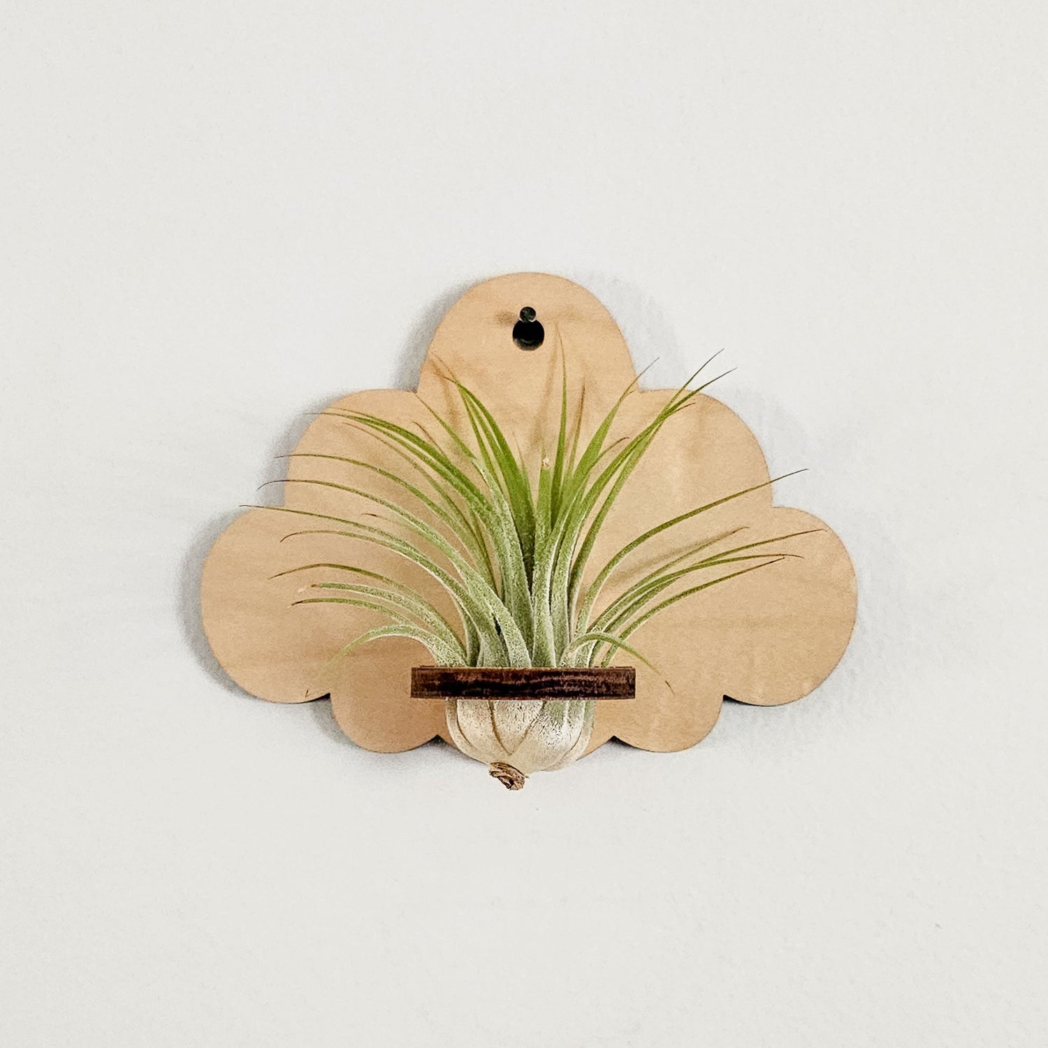 wall planter air plant Air Plant Holder