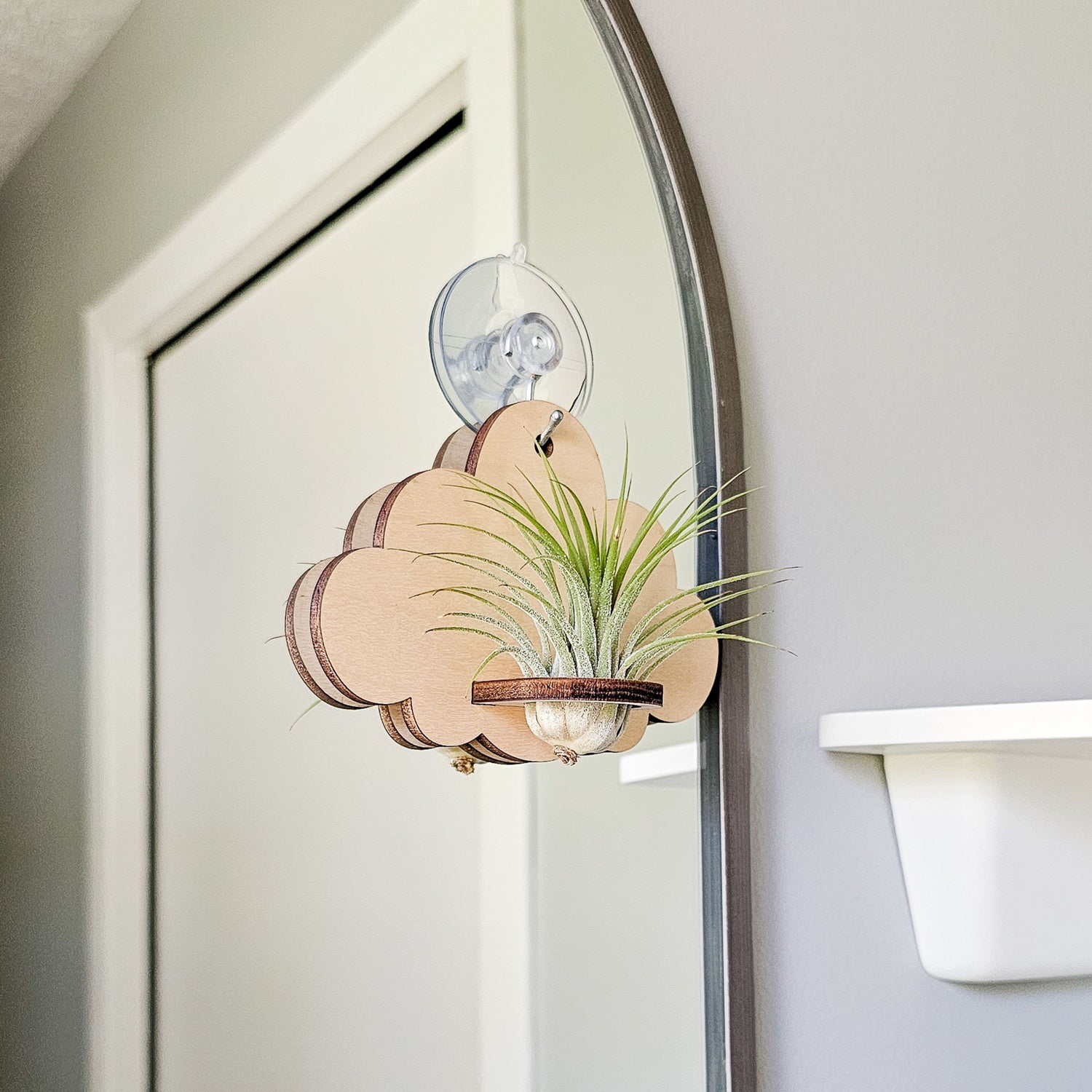 air plant wall hooks Air Plant Holder