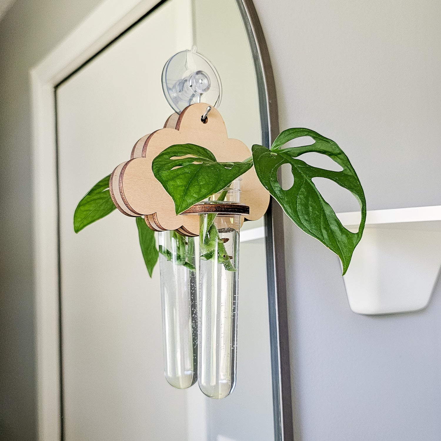 Wall hanging test tube propagation station for growing roots on plant cuttings in water. Two small, light colored wood plant hangers in a cloud design with monstera leaf cuttings.