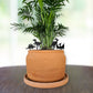 Dinosaur Indoor Plant Accessories (4 Styles)
