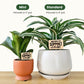 Funny Plant Sayings - Indoor Plant Accessories (4 Styles)