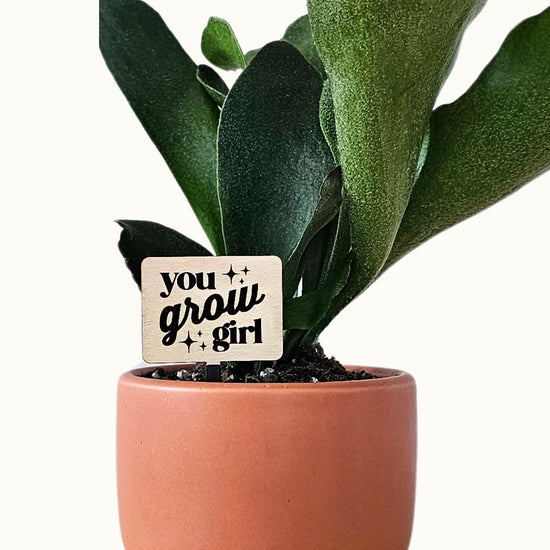 Mini size wooden indoor plant accessories engraved with funny plant saying in a small indoor terracotta pot with a plant.