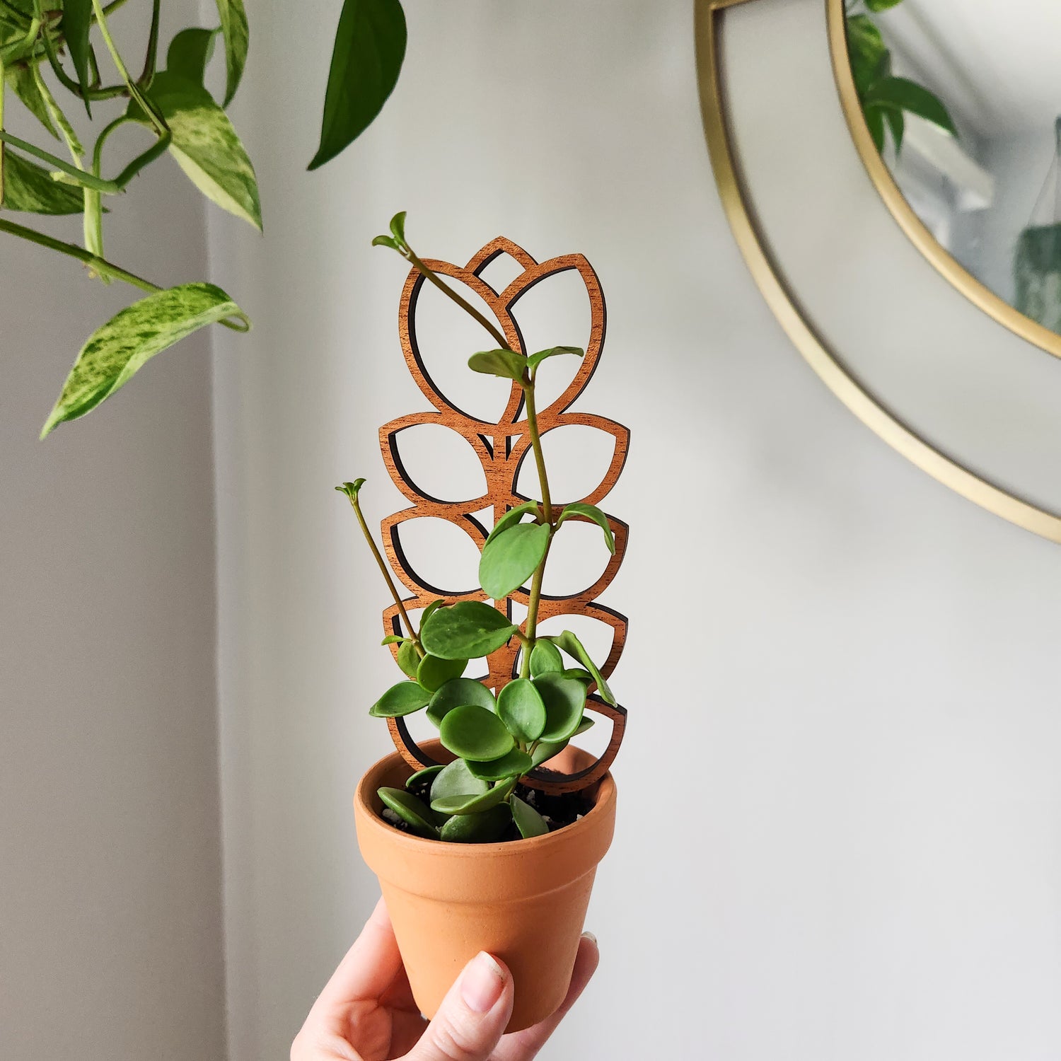 climbing plants for small trellis MCM Tulip Indoor Houseplant Trellis (Wood)