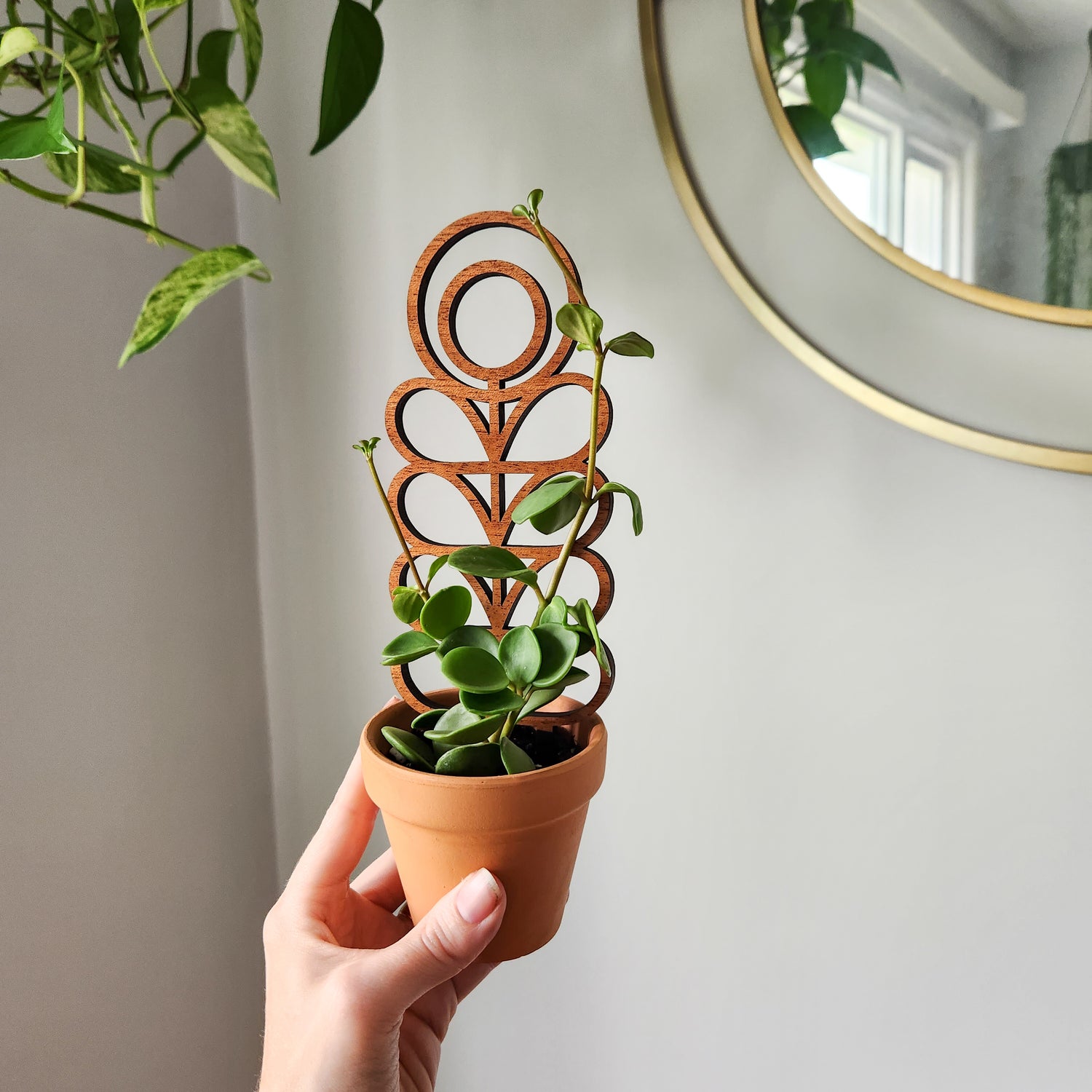 zinnia indoor plant Indoor Plant Trellis – Mid Century Modern Design – Plant Décor & Gifts – Leaf & Node