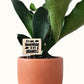 Funny Plant Sayings - Indoor Plant Accessories (4 Styles)