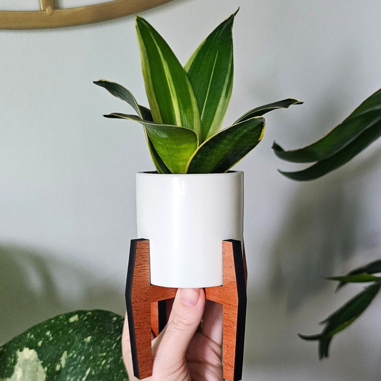 indoor plants for tiny pots Mini 2-Inch Wood Indoor Plant Stand & Pot