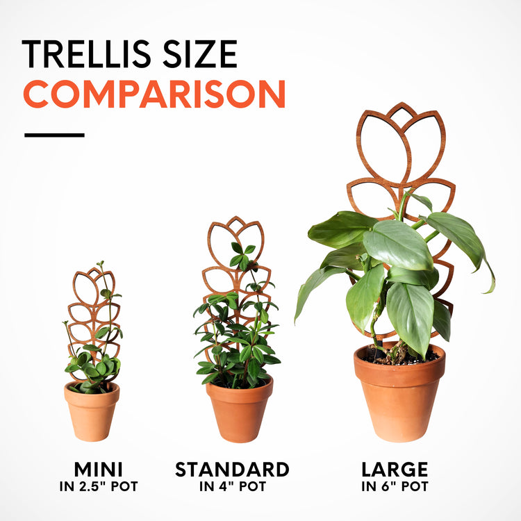 tulip plant indoor Indoor Plant Trellis – Mid Century Modern Design – Plant Décor & Gifts – Leaf & Node