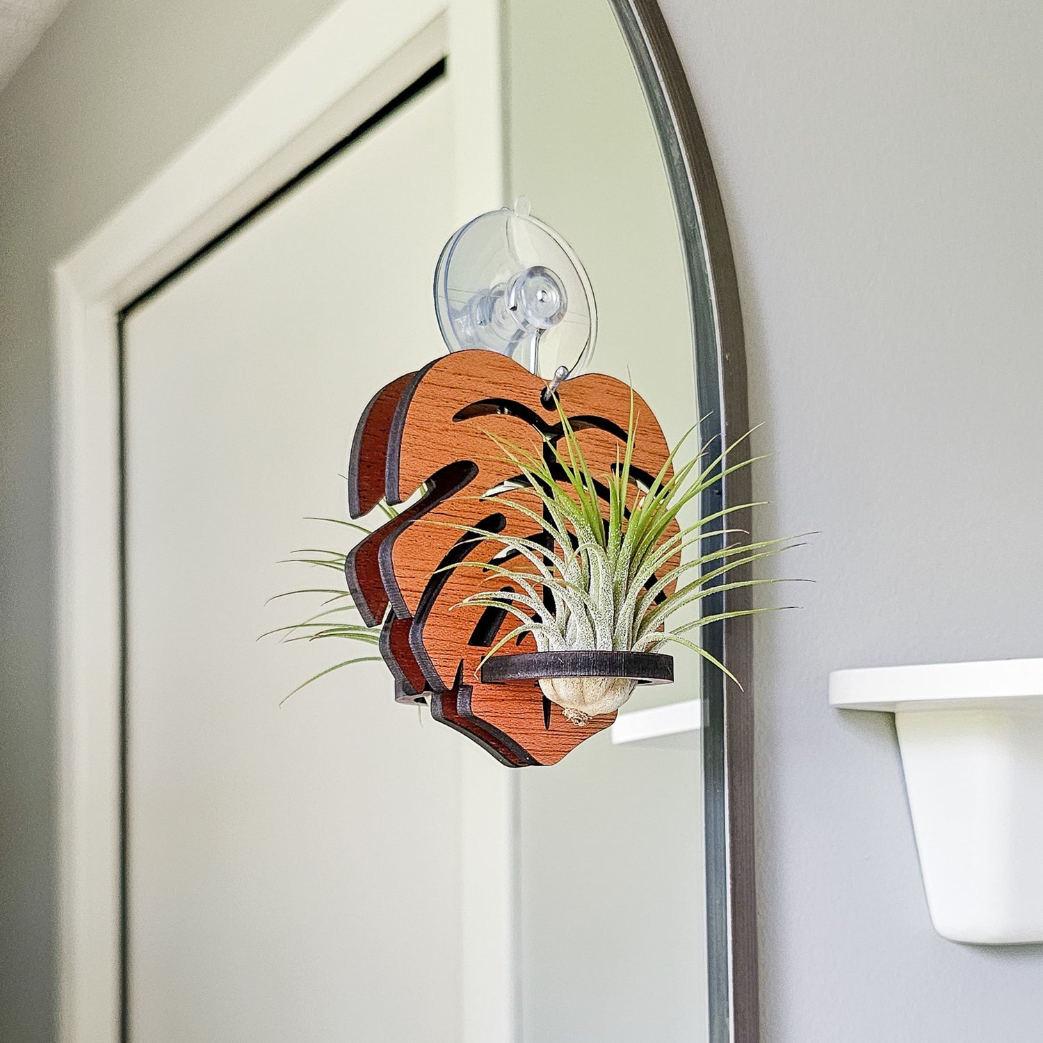 hanging plants holder Air Plant Holder