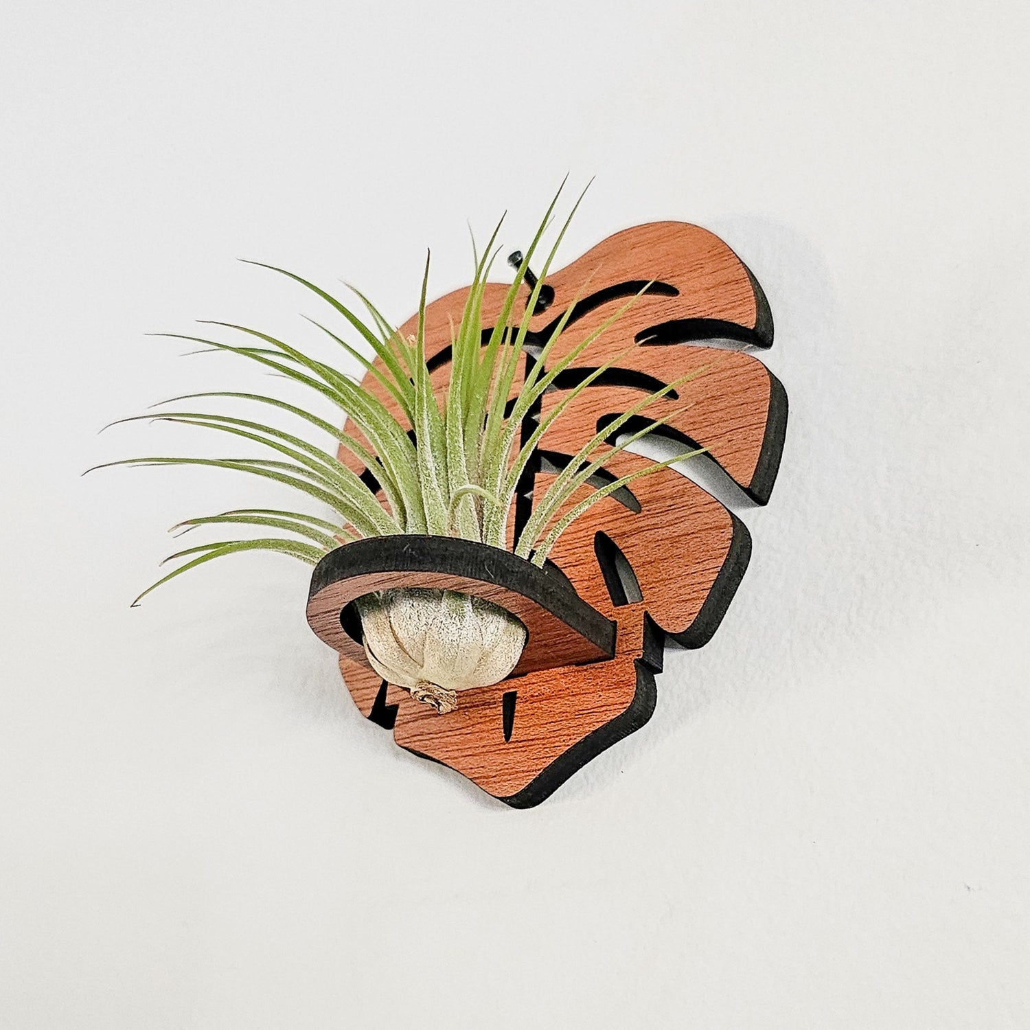 plant hanger wood Air Plant Holder