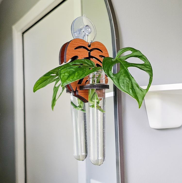 Wall hanging test tube propagation station for growing roots on plant cuttings in water. Small, dark colored wood plant hangers in a monstera leaf design with monstera adansonii cuttings.