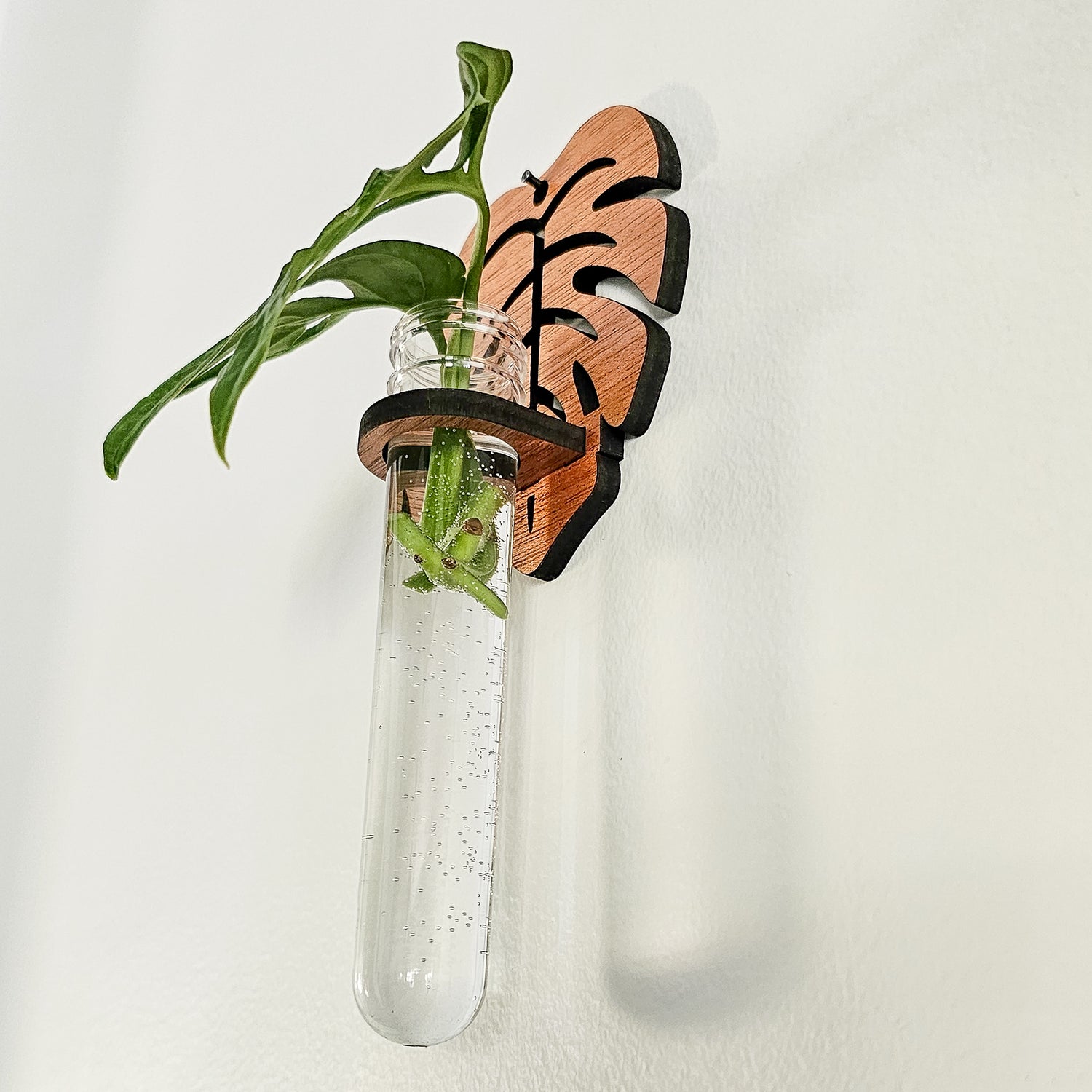 test tube succulent Wall Hanging Propagation Station
