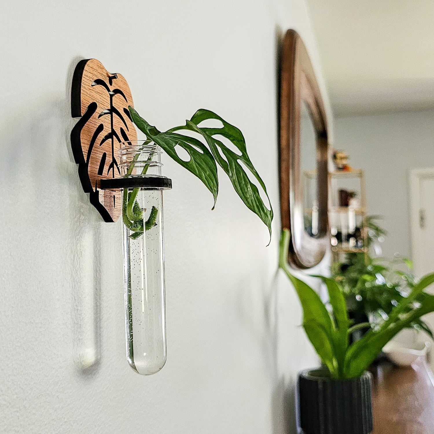 Wall hanging test tube propagation station for growing roots on plant cuttings in water. Small, dark colored wood plant hangers in a monstera leaf design with monstera adansonii cuttings.
