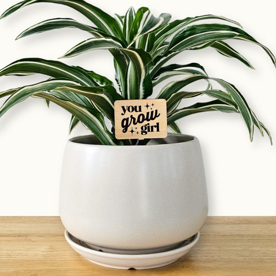 Standard size wooden indoor plant accessories engraved with funny plant saying in a medium white ceramic pot with a plant.